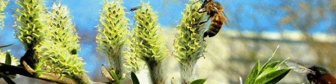 Баннер Весеннее_апрель_2026_Иван